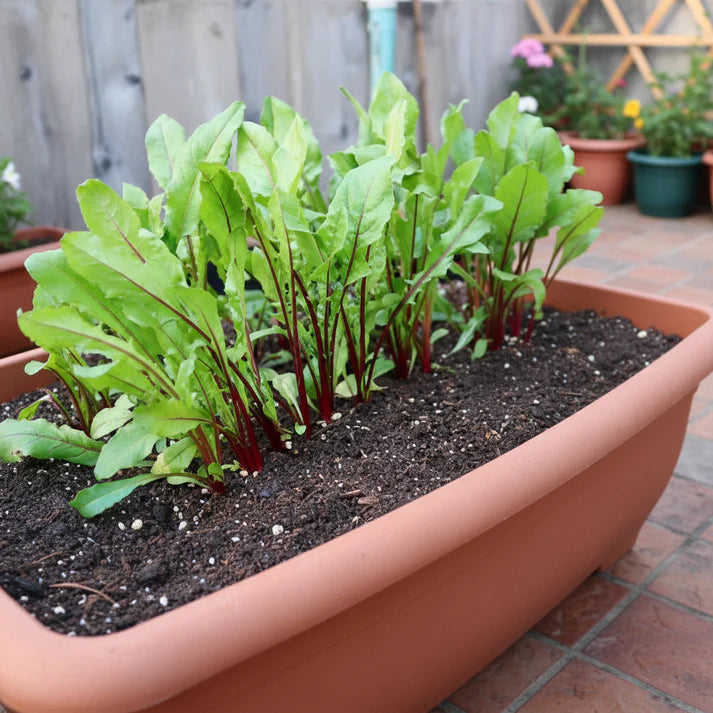 Chicory Italiko Rosso Seeds for Home Garden