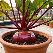 Ruby Queen Beetroot Seeds for Home Garden Planting