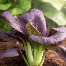 Pak Choi Red F1 Seeds for Planting