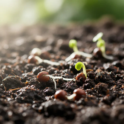 Brassica Oleracea Seeds for Planting &nbsp;
