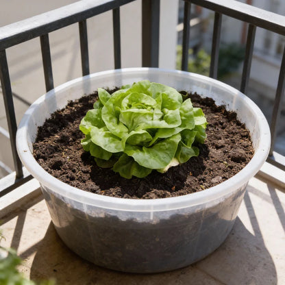 Butterhead White Lettuce Seeds for Home Garden