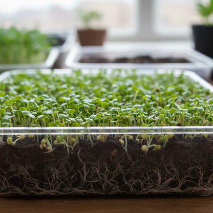 Tender Cabbage Sprouts Seeds for Planting
