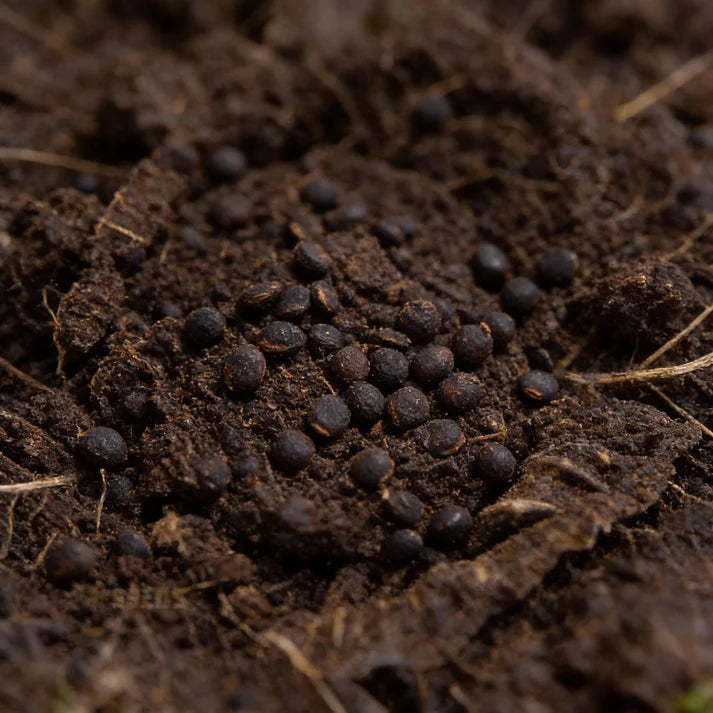 Ormskirk Cabbage Seeds for Garden Planting