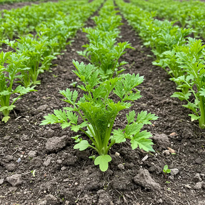 Parsnip Victor F1 Vegetable Seeds for Planting