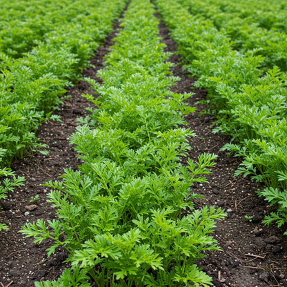 Parsnip Sabre F1 Vegetable Seeds for Planting