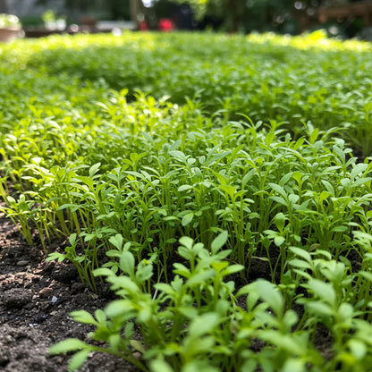 Garden Cress Seeds for Planting