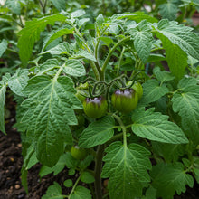 Tomato Indigo Cherry Drops Vegetable Seeds – Tomato Seeds for Home Garden