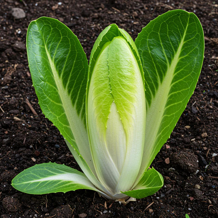 Frisée Endive Yellow Heart Seeds for Home Garden