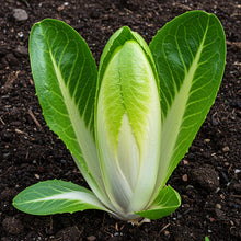 Frisée Endive Yellow Heart Seeds for Home Garden