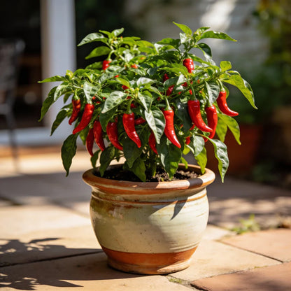 Chilli Paper Lantern Seeds for Home Garden Planting
