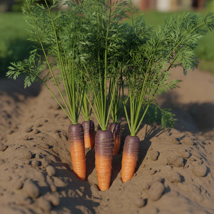 Carrot Black Wonder Vegetable Seeds for Planting