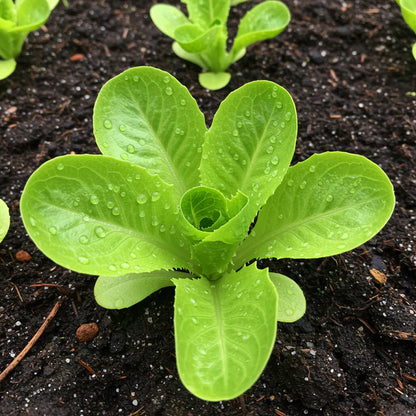 Premium Lettuce Lobjoit's Green Seeds