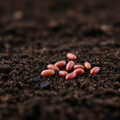 Red Veined Spinach Seeds for Home Garden