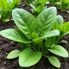 Red Veined Spinach Seeds for Home Garden