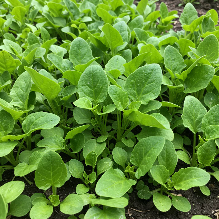 New Zealand Spinach Seeds for Home Garden