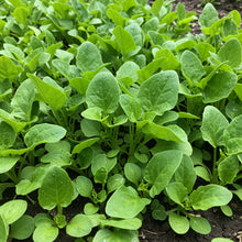 New Zealand Spinach Seeds for Home Garden