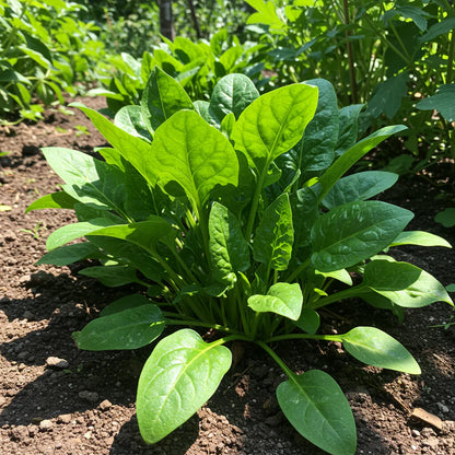 New Zealand Spinach Seeds for Home Garden