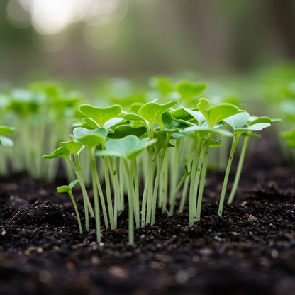 Radish Zlata Seeds for Home Garden Growing