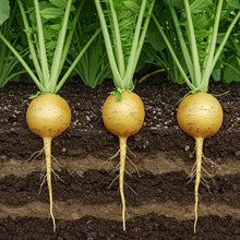 Radish Zlata Seeds for Home Garden Growing