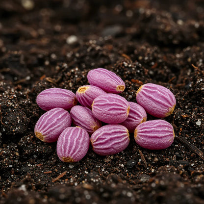 Radish Malaga Violet Seeds for Home Garden Planting
