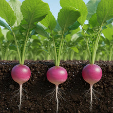 Radish Malaga Violet Seeds for Home Garden Planting