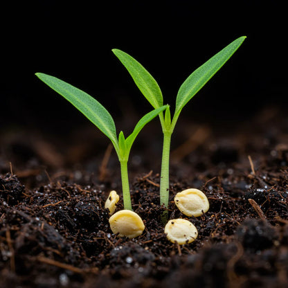 Pepper Nosegay Seeds – Pepper Seeds for Home Garden