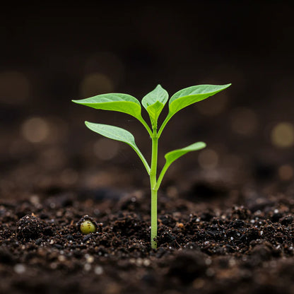 Pepper Nosegay Seeds – Pepper Seeds for Home Garden