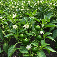 Pepper Nosegay Seeds – Pepper Seeds for Home Garden