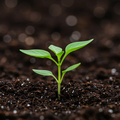Mini Bell Orange Pepper Seeds – Pepper Seeds for Home Garden