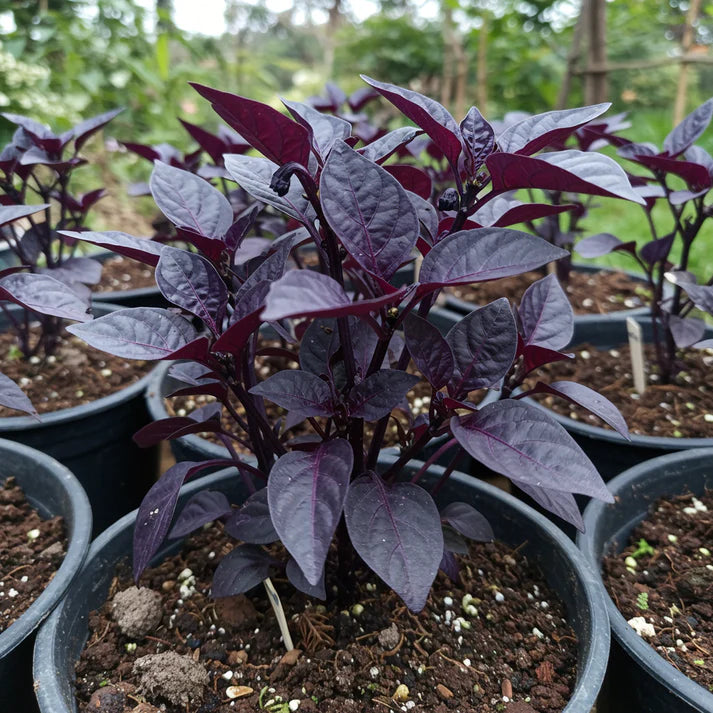 Pepper Midnight Pearl Babies Seeds – Pepper Seeds for Home Garden