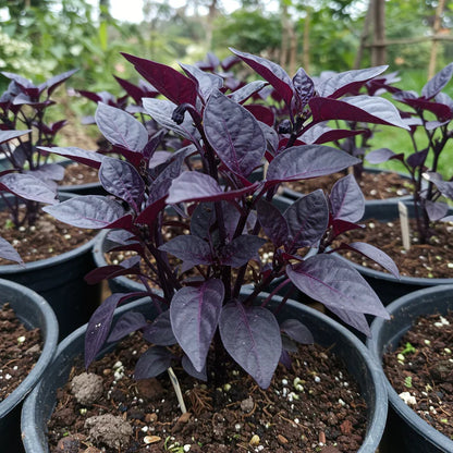 Pepper Midnight Pearl Babies Seeds – Pepper Seeds for Home Garden