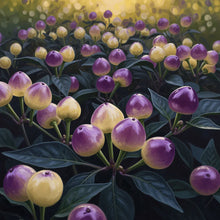 Pepper Midnight Pearl Babies Seeds – Pepper Seeds for Home Garden