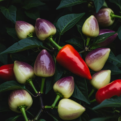 Pepper Midnight Pearl Babies Seeds – Pepper Seeds for Home Garden