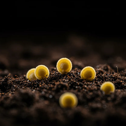 Pepper Healthy Seeds – Pepper Seeds for Home Garden