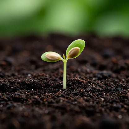 Tomato Lemon Tree Seeds – Tomato Seeds for Home Garden