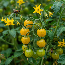 Tomato Lemon Tree Seeds – Tomato Seeds for Home Garden