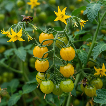 Tomato Lemon Tree Seeds – Tomato Seeds for Home Garden
