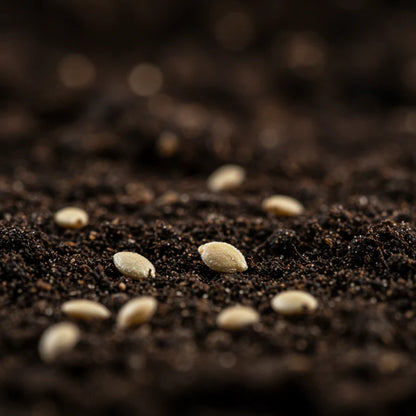 Tomato John Baer Seeds – Heirloom Tomato Seeds for Home Garden