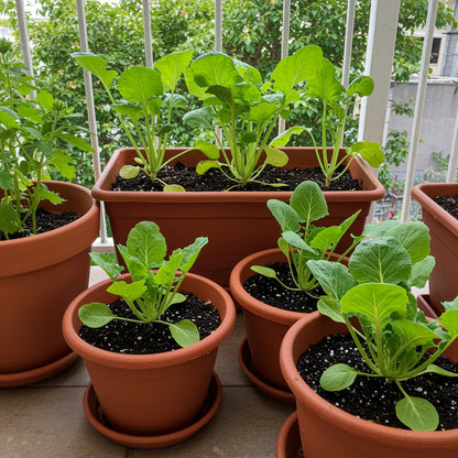 Broccoli Leaf Spigariello Seeds for Planting