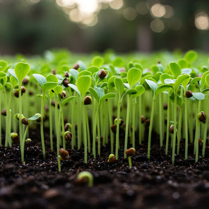 Sunny Spice Mustard Greens Seeds for Planting