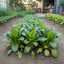 Sunny Spice Mustard Greens Seeds for Planting