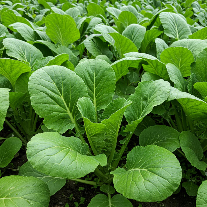 Sunny Spice Mustard Greens Seeds for Planting