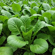Sunny Spice Mustard Greens Seeds for Planting