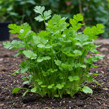 Long Standing Coriander Seeds for Planting
