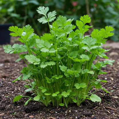 Long Standing Coriander Seeds for Planting