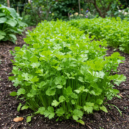 Long Standing Coriander Seeds for Planting