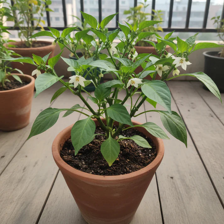 Capsicum White Bell Pepper Vegetable Seeds for Planting