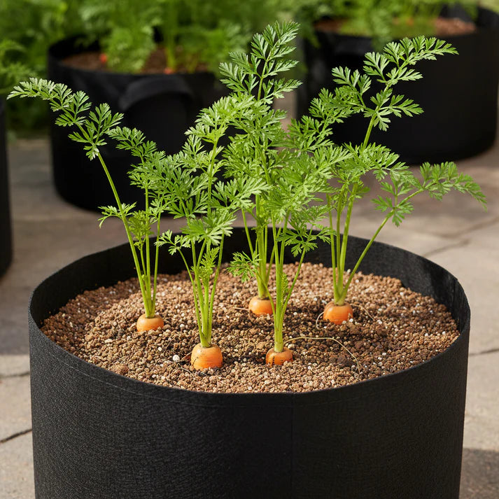 Carrot Seeds Mix for Planting