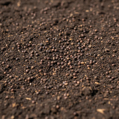 All Year Round Cauliflower Seeds