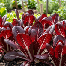 Chicory Palla Rossa Seeds for Home Garden